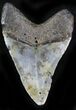 Bargain Megalodon Tooth - North Carolina #22936-2